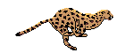 [Cheetah]