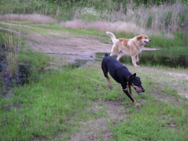 Delta and Rascal at the creek
